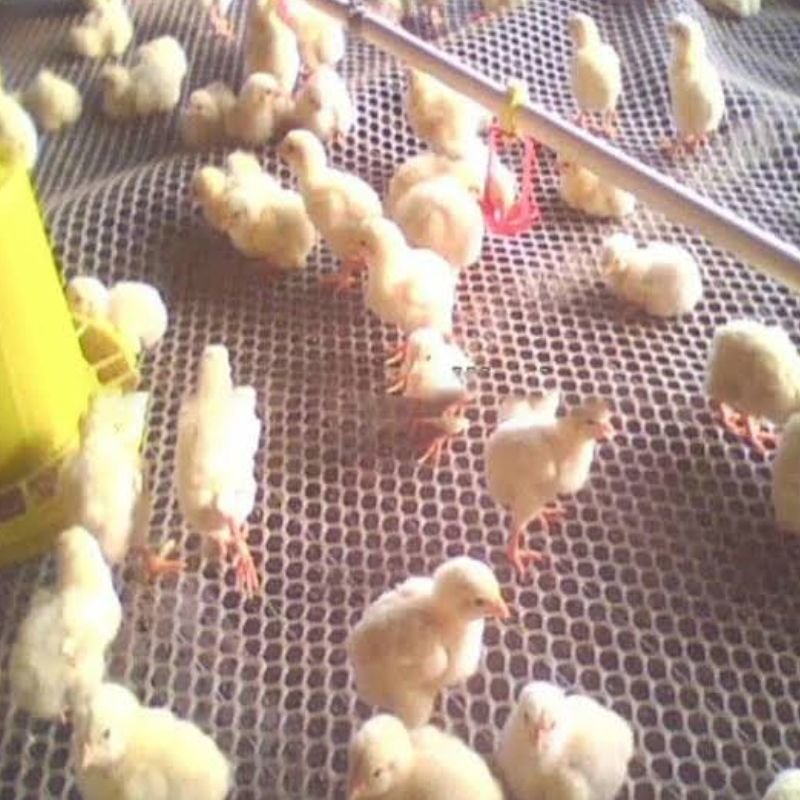 Malla pollito hexagonal en rollo